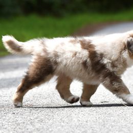 Miniature American Shepherd and Miniature Australian Shepherd Puppies from MarvelMAS Miniature American Shepherds