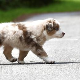 Miniature American Shepherd and Miniature Australian Shepherd Puppies from MarvelMAS Miniature American Shepherds