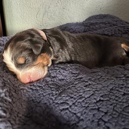 White - Black rust and white female Bernese Mountain Dog puppy in North Grove, Indiana from J&F Country Canines