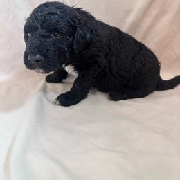 Shandy - Black female Bordoodle puppy in Indianapolis, Indiana from Indiana Bordoodles