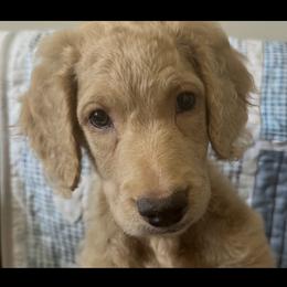 Sissy - Cream female Goldendoodle puppy in Benson, North Carolina from Yvonne❤️Goldendoodles