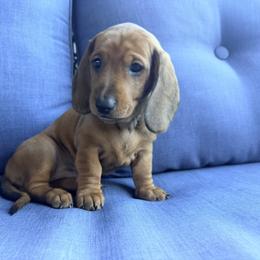 Yellow - Sable male Dachshund puppy in Orange, California from Harper’s Happy Weens