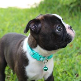 Vivi ready sept 11 - Black brindle and white female Boston Terrier puppy in Brooksville, Florida from I Love Pups