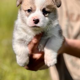 Male Puppy - Red Pembroke Welsh Corgi puppy in Springdale, Washington from Naomi’s Corgis