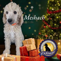 Poodle Puppies from Impressive Cartwright Poodles
