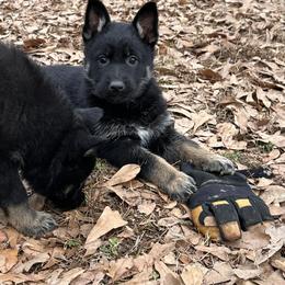 Leya - Bi-color female German Shepherd puppy in Moore, South Carolina from Von Zorhaus
