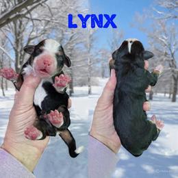 Lynx - Tri-color male Bernedoodle puppy in Banner Elk, North Carolina from Walnut Tree Bernedoodles