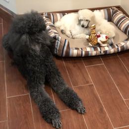 Poodle Puppies from D and D Standard Poodles