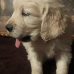 Golden Retriever Puppies from Fiddle In Gold Retrievers