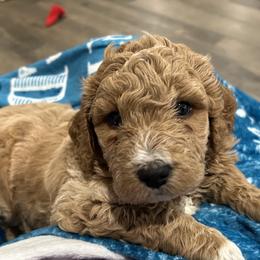 Blizzard - Apricot male Goldendoodle puppy in Camden, North Carolina from Oopsie Doodles of NC
