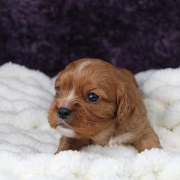 AKC Rae - Ruby female Cavalier King Charles Spaniel puppy in Albany, Indiana from Hatz Off Puppies