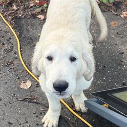 Pecan Orchard's Green Mountain - Light golden male Golden Retriever puppy in Pearland, Texas from Pecan Orchard Goldens