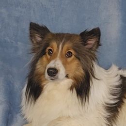 Gracie - Shetland Sheepdog