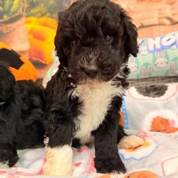 Raven - Black and white male Aussiedoodle puppy in Dickerson, Maryland from Pawsome Aussie Doodles and Oodles