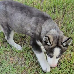 Yellow Collar - Black and white female Siberian Husky puppy in Lake Arthur, Louisiana from Gingers Husky Mansion