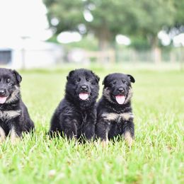 German Shepherd Puppies from IchBin Gesegnet