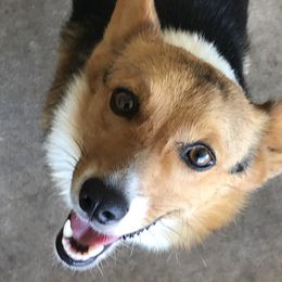 Duchess - Pembroke Welsh Corgi