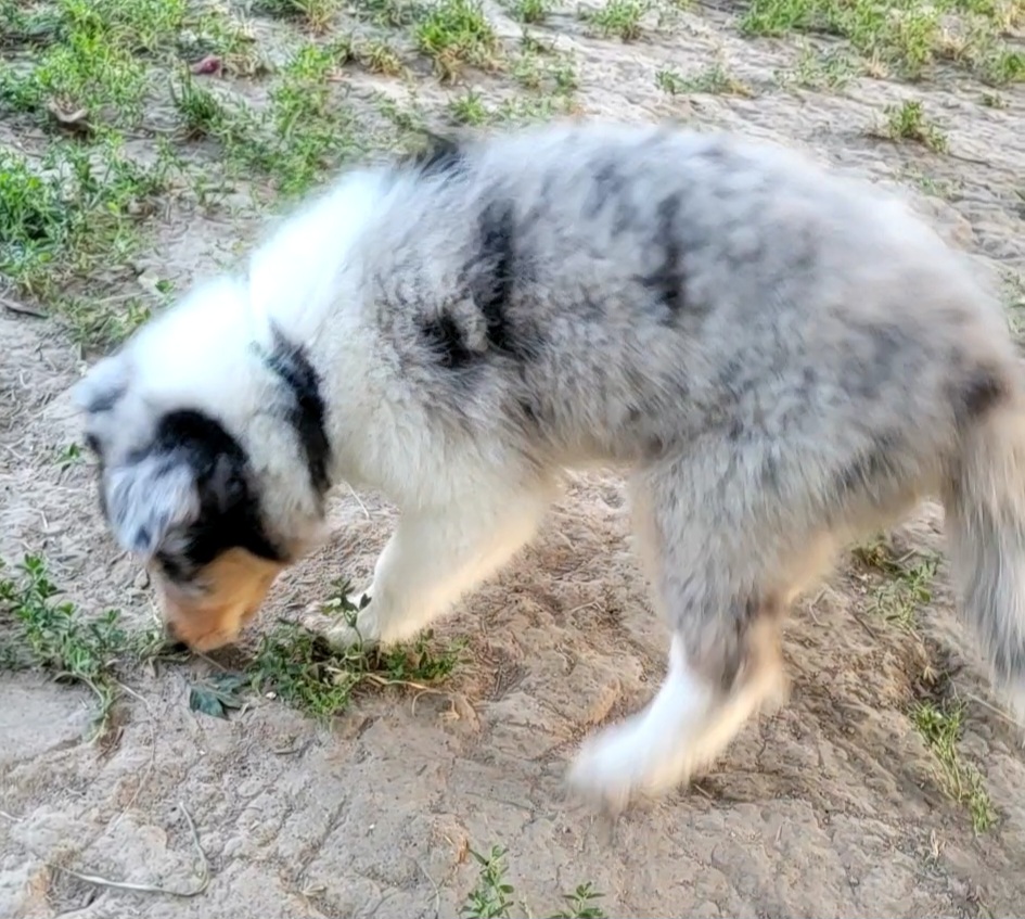 "PI" Collie Puppies from Katrina's Collies