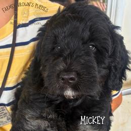 Mickey - Black and tan male Schnoodle puppy in Sedalia, Missouri from Farmer Brown's Puppies