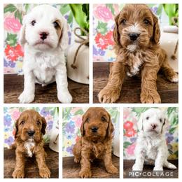 Cavapoo Puppies from Ruby's Cavapoos
