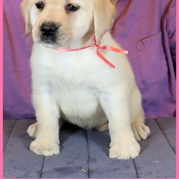 Labrador Retriever Puppies from van Dalen Labradors