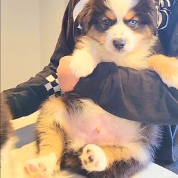 Australian Shepherd Puppies from Winsome Aussies