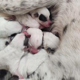 Australian Cattle Dog Puppies from Hope Heelers (Australian Cattle Dogs)