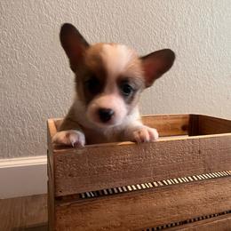 Wes - Sable male Pembroke Welsh Corgi puppy in Arkansas from CanaanCorgis
