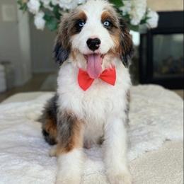 Loki - Merle male Bernedoodle puppy in West Jordan, Utah from Doodles Friend