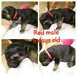 German Shepherd Puppies from Countryside Kennel