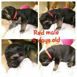 German Shepherd Puppies from Countryside Kennel