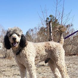 Henry - Bernedoodle