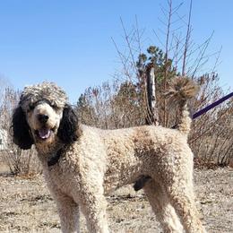 Henry - Bernedoodle