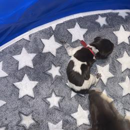 Red - White and liver male German Shorthaired Pointer puppy in Macclenny, Florida from Steven & Melissa’s pointer