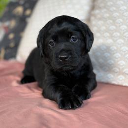 Raven - Black female Labrador Retriever puppy in Rocky Top, Tennessee from Rocky Top Retrievers