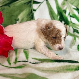 Spot - White male Cavapoo puppy in Atlantic County, New Jersey from Sweet Doodles and Poos