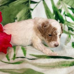 Spot - White male Cavapoo puppy in Atlantic County, New Jersey from Sweet Doodles and Poos