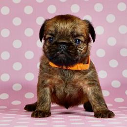 Orange Collar Girl - Red female Brussels Griffon puppy in Florida from Robin’s Griffons