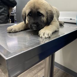 Anatolian Shepherd Dog Puppies from Smithville Hay Livestock Guardian Dogs