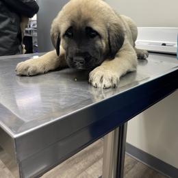 Anatolian Shepherd Dog Puppies from Smithville Hay Livestock Guardian Dogs