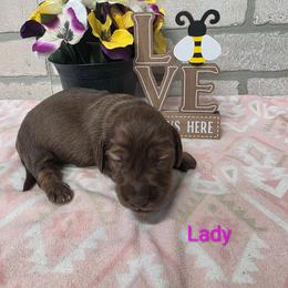 Lady - Chocolate female Dachshund puppy in Grant, Michigan from Low Down Dashchuand