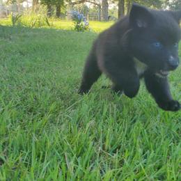 Australian Shepherd Puppies from Wild Magnolia Farms Aussies
