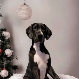 Girl 3 - Mantle Great Dane puppy in Gonzales, Louisiana from Anstatt House Of Danes