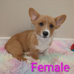 Girl 5 - White and fawn female Pembroke Welsh Corgi puppy in Montgomery County, Tennessee from Anita’s little Corgi Haven
