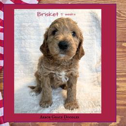 Boy 3 - male Goldendoodle puppy in North Conway, New Hampshire from Arbor Grace Doodles