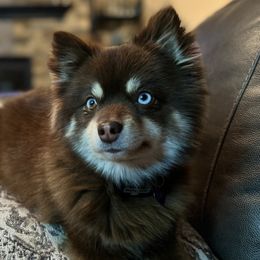 Koko - Pomsky