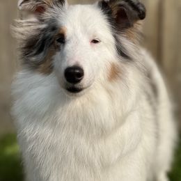 Lumos - Shetland Sheepdog