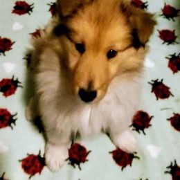 Collie Puppies from Cadie's Collies
