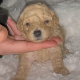 Blue Collar - Apricot male Poodle puppy in Macon, Georgia from Mystic Mini Poodles
