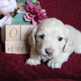 Ellen - Cream female Dachshund puppy in Pace, Florida from Shoebox Doxie’s